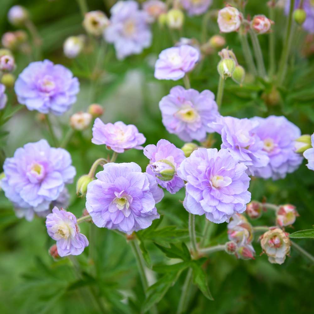 Praktnäva 'Summer Skies'